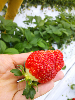 strawberry01s