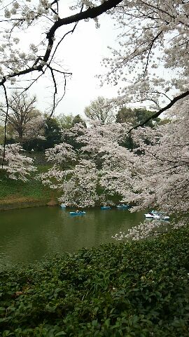 花見