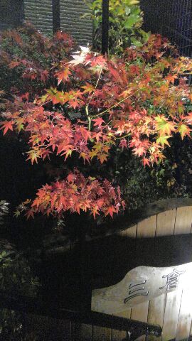 紅葉