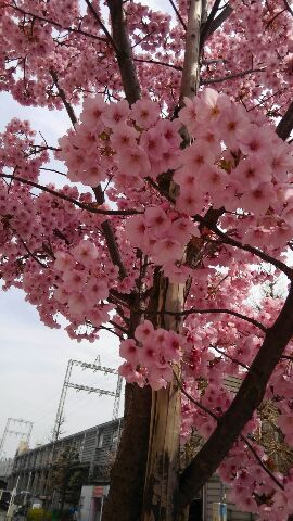 満開の桜