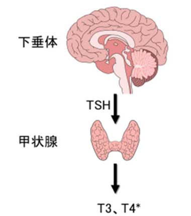 甲状腺の働き